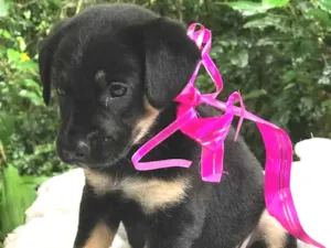 Cachorro raça  idade Abaixo de 2 meses nome Sem nome