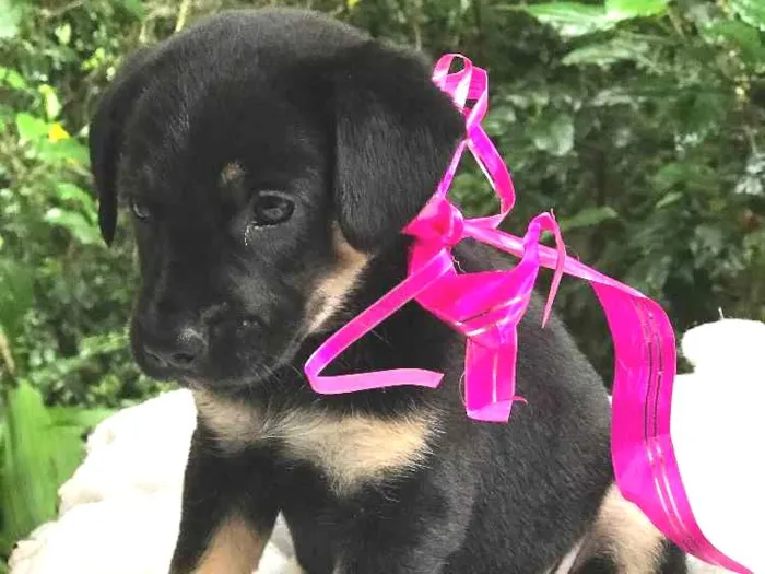 Cachorro ra a  idade Abaixo de 2 meses nome Sem nome