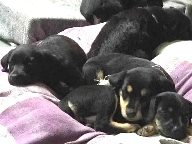 Cachorro ra a  idade Abaixo de 2 meses nome Sem nome