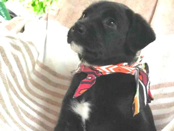 Cachorro ra a  idade Abaixo de 2 meses nome Sem nome