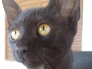 Gato raça SRD idade 2 a 6 meses nome Sem nome