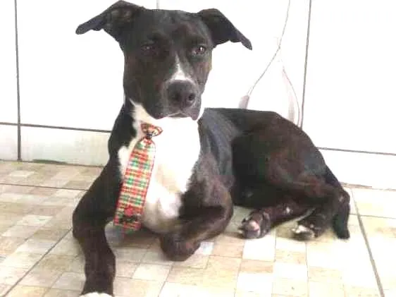 Cachorro ra a Srd idade  nome Dom 