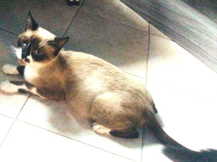 Gato ra a Siamês idade 7 a 11 meses nome Mimi