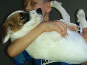 Cachorro raça Vira lata  idade 2 a 6 meses nome Jully