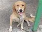 Cachorro raça SRD idade 1 ano nome Freed
