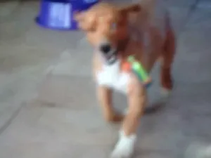 Cachorro raça Sdr idade 6 ou mais anos nome Tucão