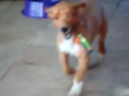 Cachorro raça Sdr idade 6 ou mais anos nome Tucão