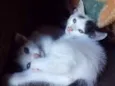 Gatos