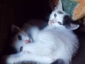 Gato raça Vira latas idade Abaixo de 2 meses nome Gatos