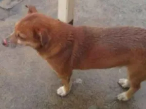 Cachorro raça  idade 6 ou mais anos nome Chocolate 