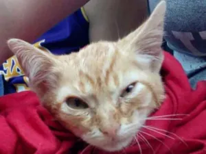 Gato raça  idade  nome Junior