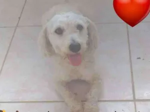 Cachorro raça Poodle idade 5 anos nome Sem nome