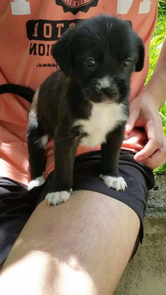 Cachorro ra a Vira lata idade 2 a 6 meses nome Jace