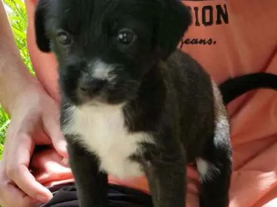 Cachorro ra a Vira lata idade 2 a 6 meses nome Jace