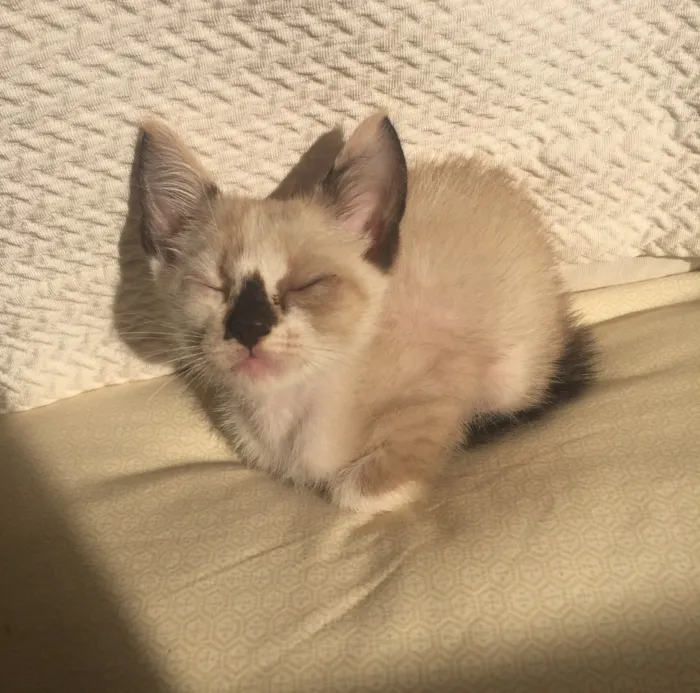 Gato ra a Vira-lata (siamês) idade Abaixo de 2 meses nome sem nome 
