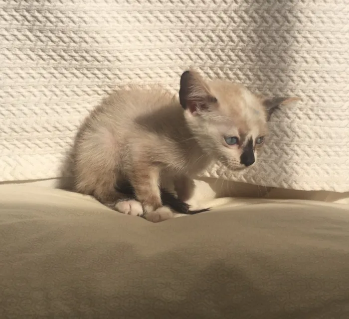 Gato ra a Vira-lata (siamês) idade Abaixo de 2 meses nome sem nome 