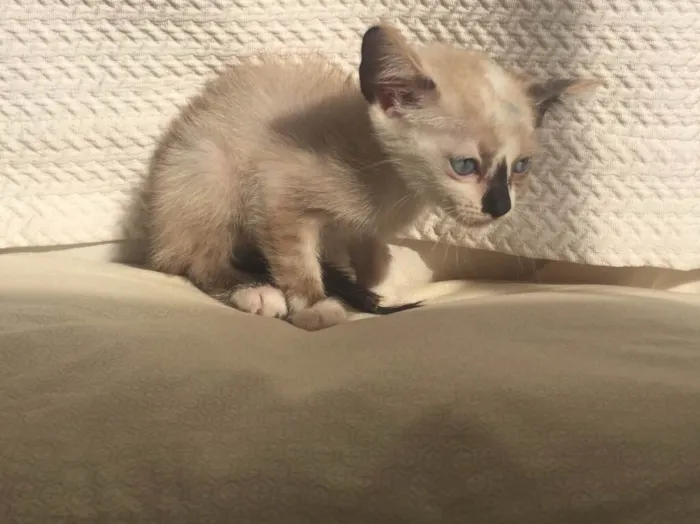 Gato ra a Vira-lata (siamês) idade Abaixo de 2 meses nome sem nome 