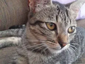 Gato raça  idade 2 a 6 meses nome Sem nome