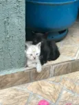 Lexie, Zola, Luna