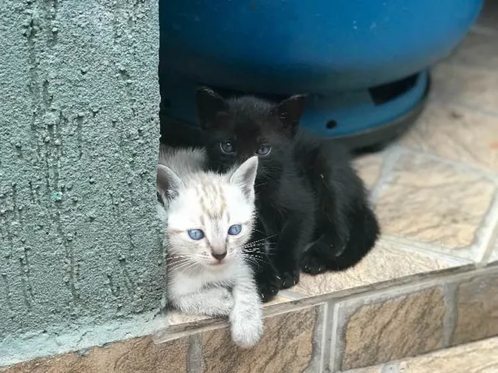 Gato ra a  idade 2 a 6 meses nome Lexie, Zola, Luna