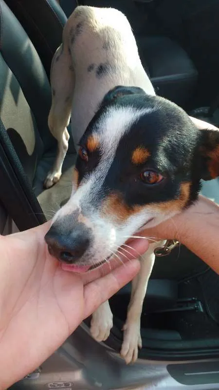 Cachorro raça mix idade  nome Duque