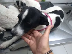 Cachorro raça srd idade 2 a 6 meses nome Duda