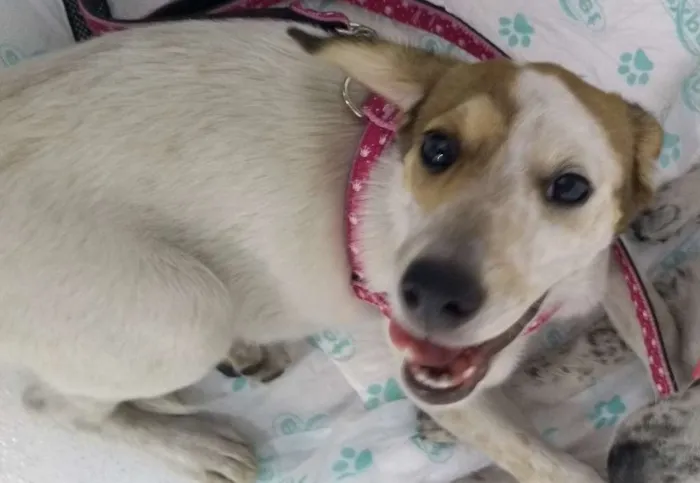 Cachorro ra a SRD idade  nome Dinda
