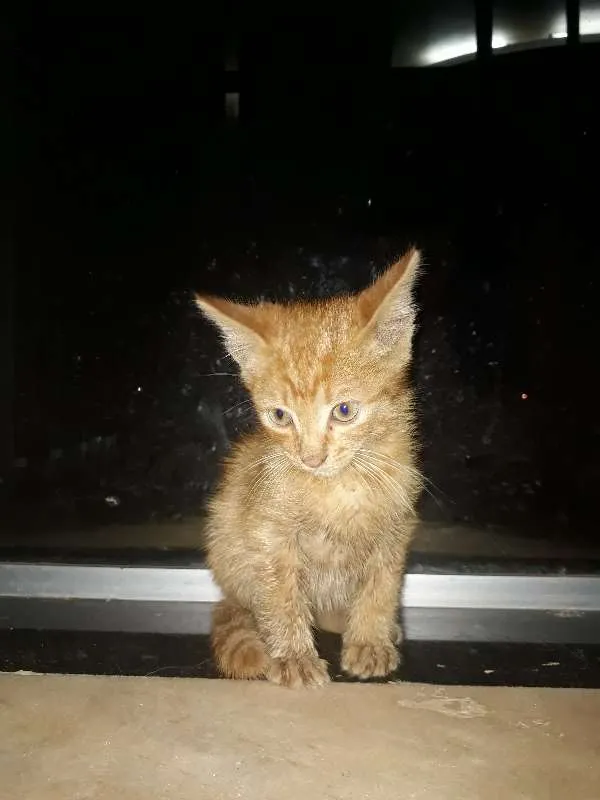 Gato ra a Siamês idade Abaixo de 2 meses nome Sem nome