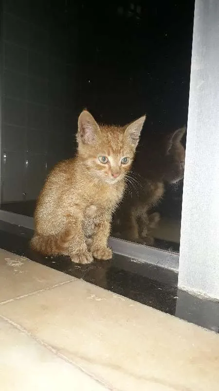 Gato ra a Siamês idade Abaixo de 2 meses nome Sem nome