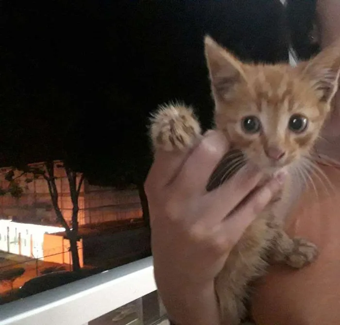 Gato ra a Siamês idade Abaixo de 2 meses nome Sem nome