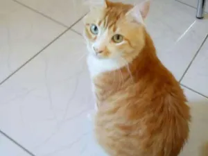 Gato raça  idade 2 anos nome James
