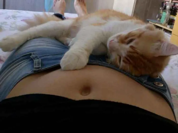 Gato ra a  idade 2 anos nome James