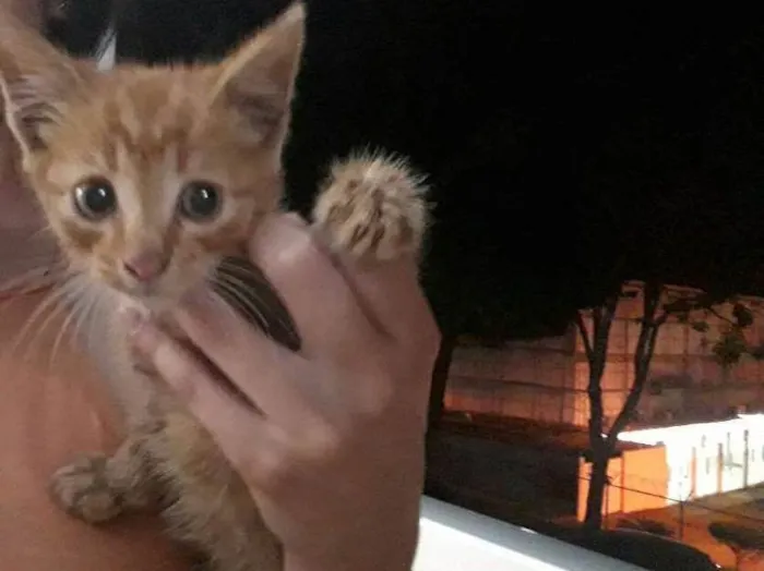 Gato ra a Siamês idade Abaixo de 2 meses nome Sem nome