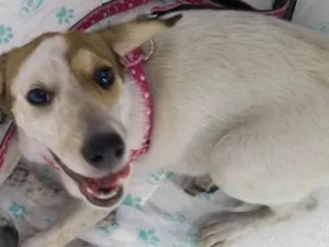 Cachorro raça SRD idade  nome Dinda