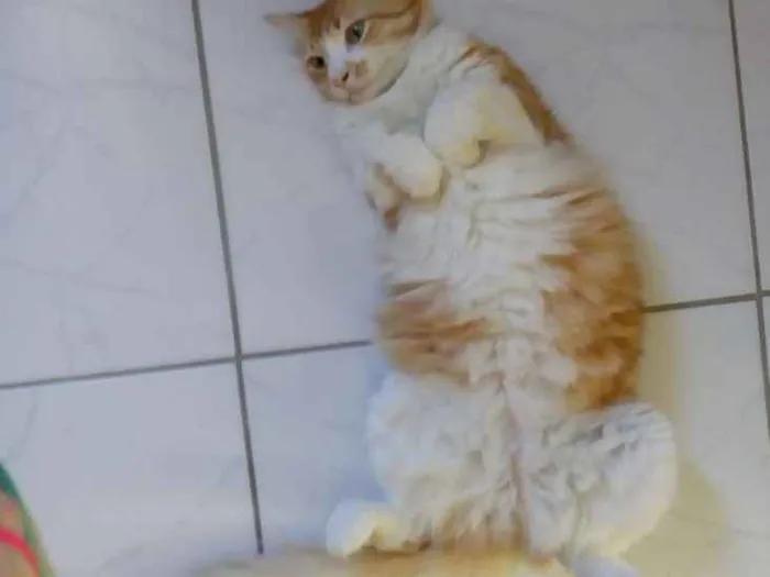 Gato ra a  idade 2 anos nome James