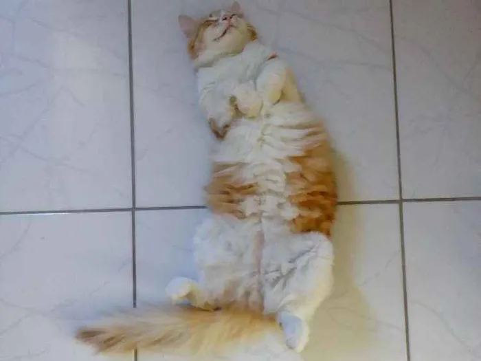 Gato ra a  idade 2 anos nome James