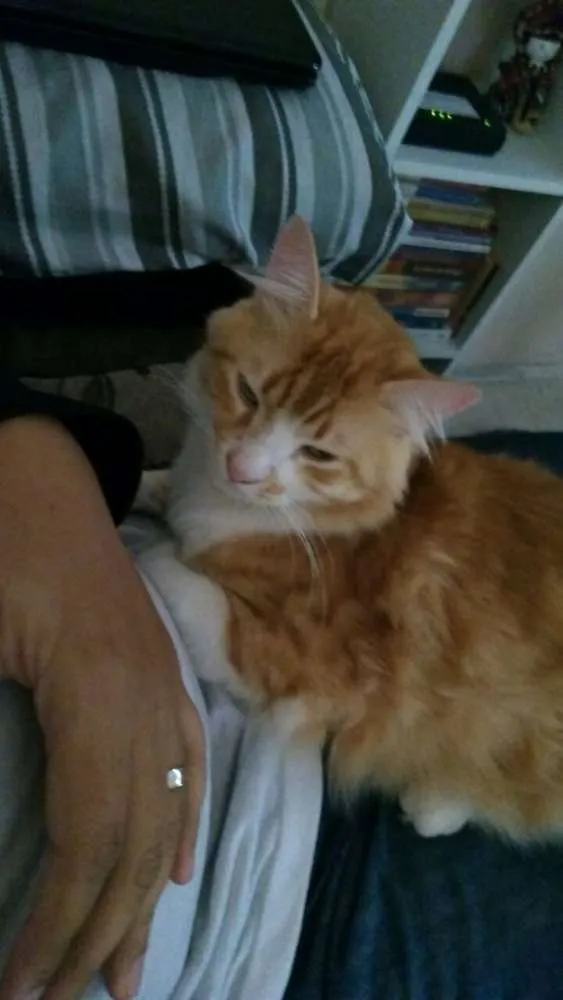 Gato ra a  idade 2 anos nome James