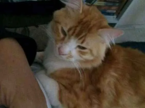 Gato ra a  idade 2 anos nome James