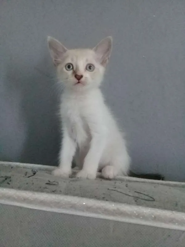 Gato raça não definida idade  nome não tem