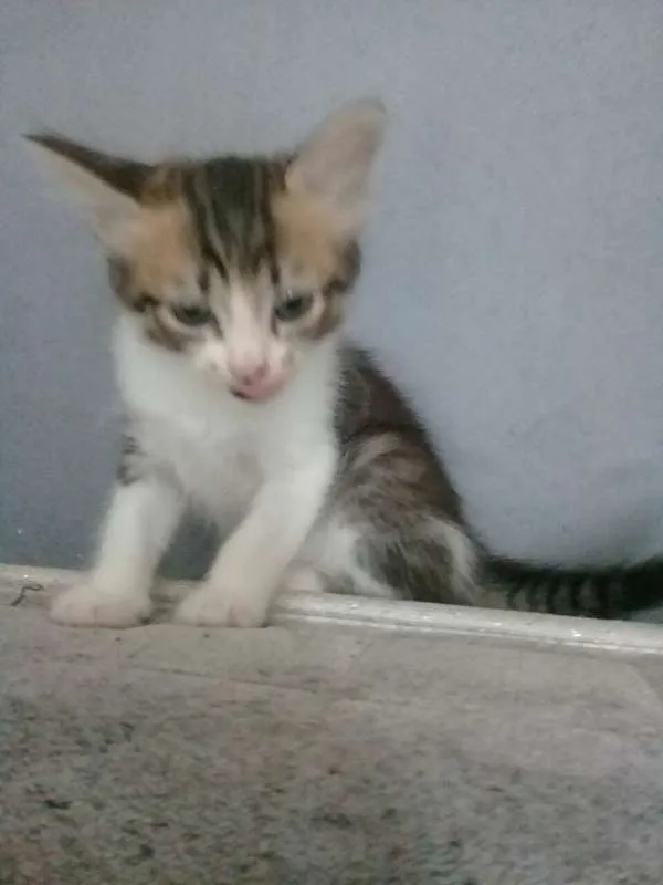 Gato raça não definida idade  nome não tem