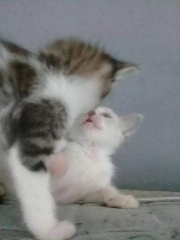 Gato raça não definida idade  nome não tem