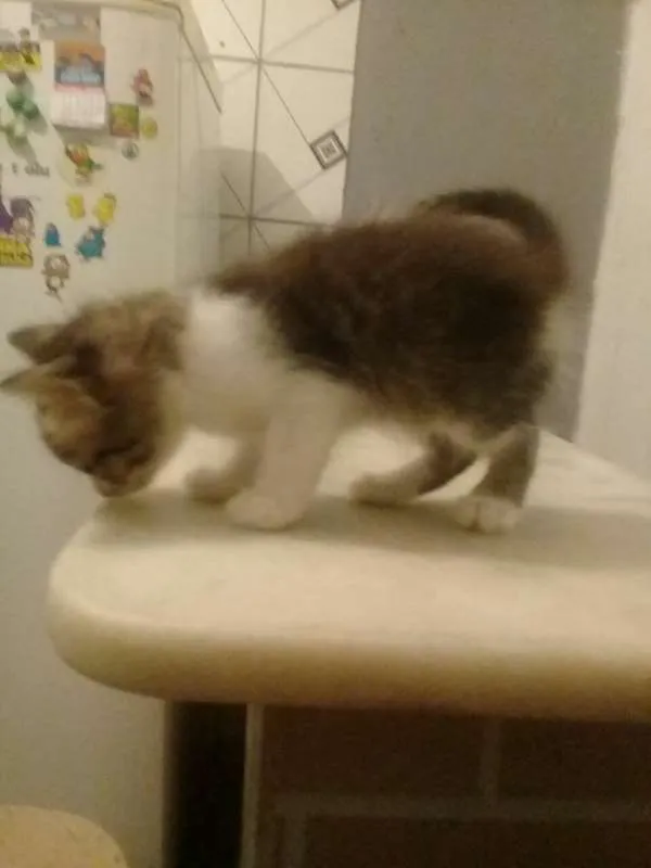 Gato raça não definida idade  nome não tem