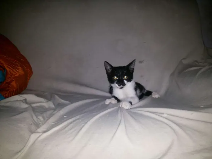 Gato raça indefinida idade 2 a 6 meses nome linda