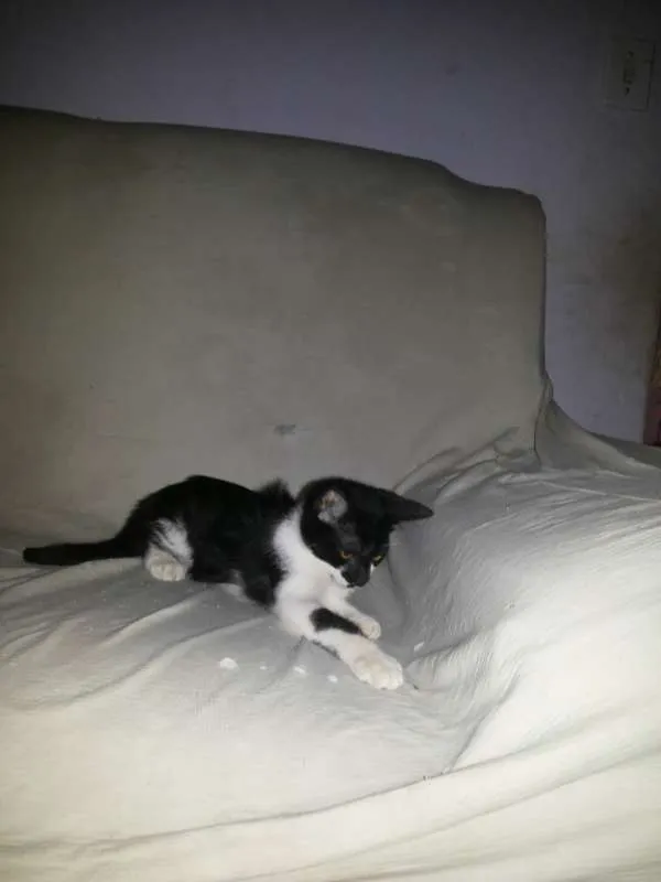 Gato raça indefinida idade 2 a 6 meses nome linda