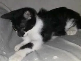 Gato raça indefinida idade 2 a 6 meses nome linda