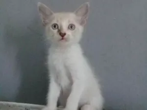 Gato raça não definida idade  nome não tem