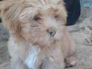 Cachorro raça Lhasa idade 2 a 6 meses nome MEL