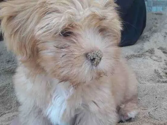 Cachorro ra a Lhasa idade 2 a 6 meses nome MEL