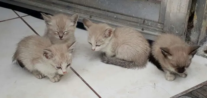 Gato raça Não sei idade Abaixo de 2 meses nome Gatinhos