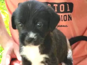 Cachorro raça Vira lata idade 2 a 6 meses nome Jace